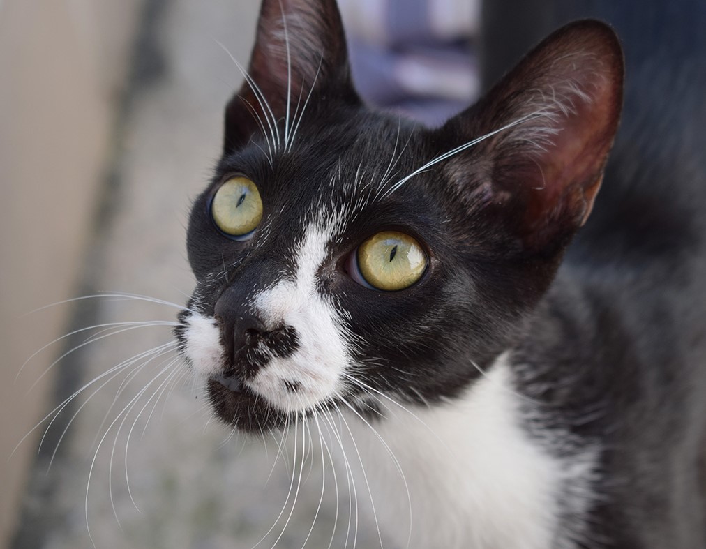 #PraCegoVer: Fotografia do gatinho Guto. Ele é preto e tem algumas manchas brancas. Ele tem os olhos amarelados e olha fixamente para a câmera. 